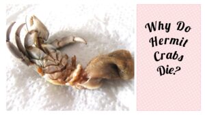 Why do hermit crabs die